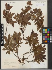 Foto von Salix waldsteiniana Willd.